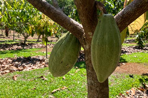 what are cocoa beans for chocolate varieties