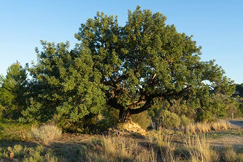 what-does-carob-look-like