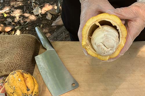 slicing cacao beans