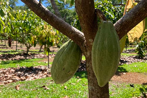 where to buy cacao pods fresh usa uk