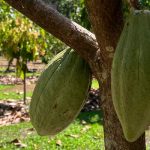 how to grow cocoa beans for chocolate making