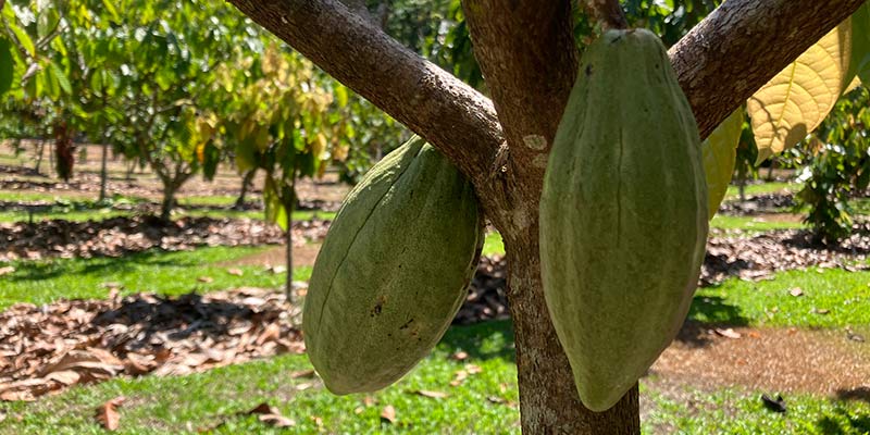 how to grow cocoa beans for chocolate making